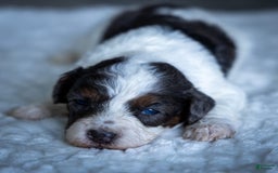 Cavapoo dogs for sale: Simba - Image 7