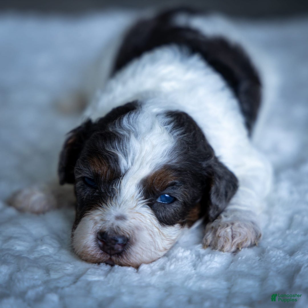 Cavapoo dogs for sale: Simba - Image 7