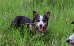 Welsh Corgi Pembroke dogs for sale: Purple Collar Girl - Image 5