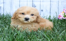 Bichpoo dogs for sale: Denver - Image 6