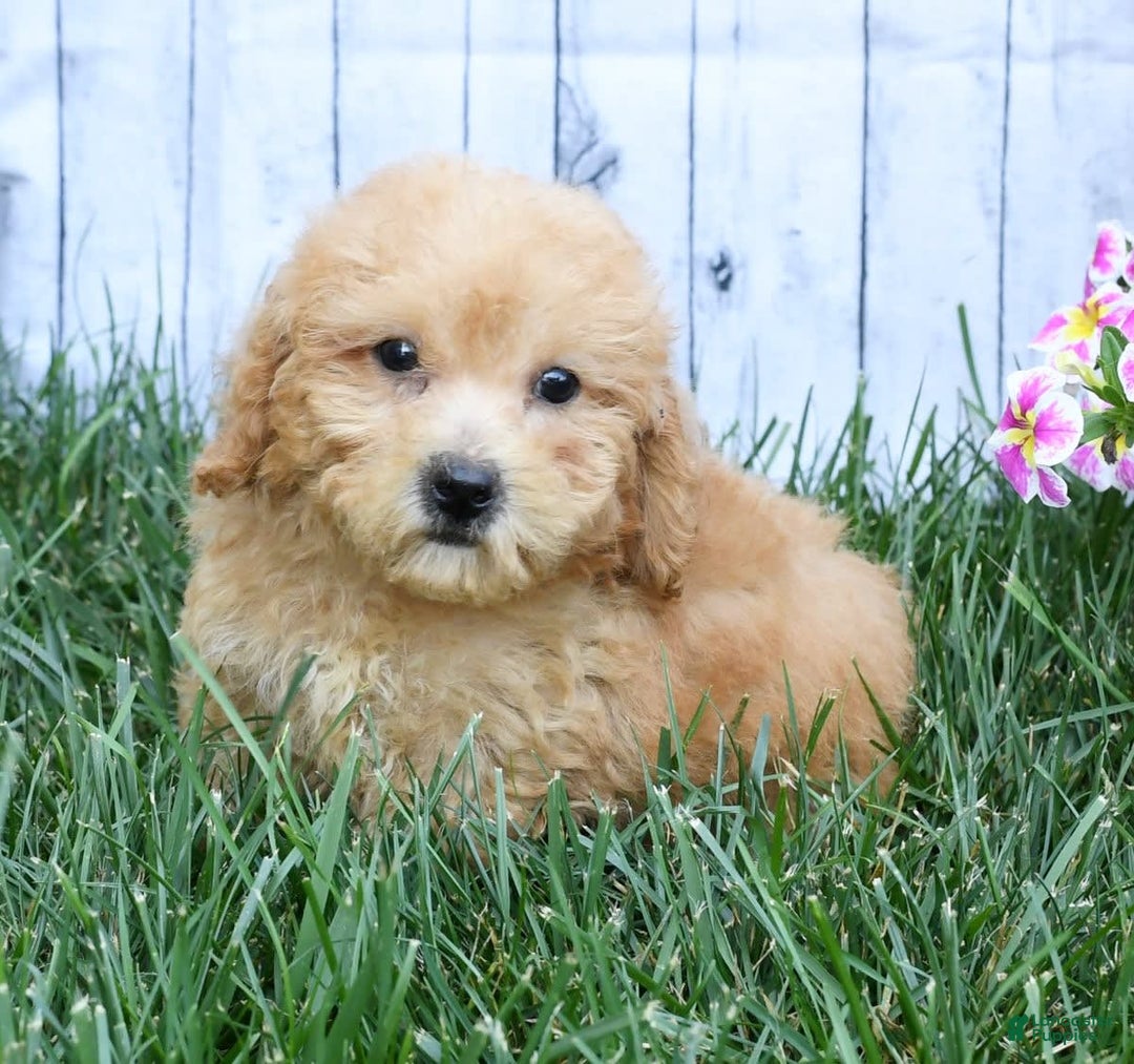 Bichpoo dogs for sale: Denver - Image 6