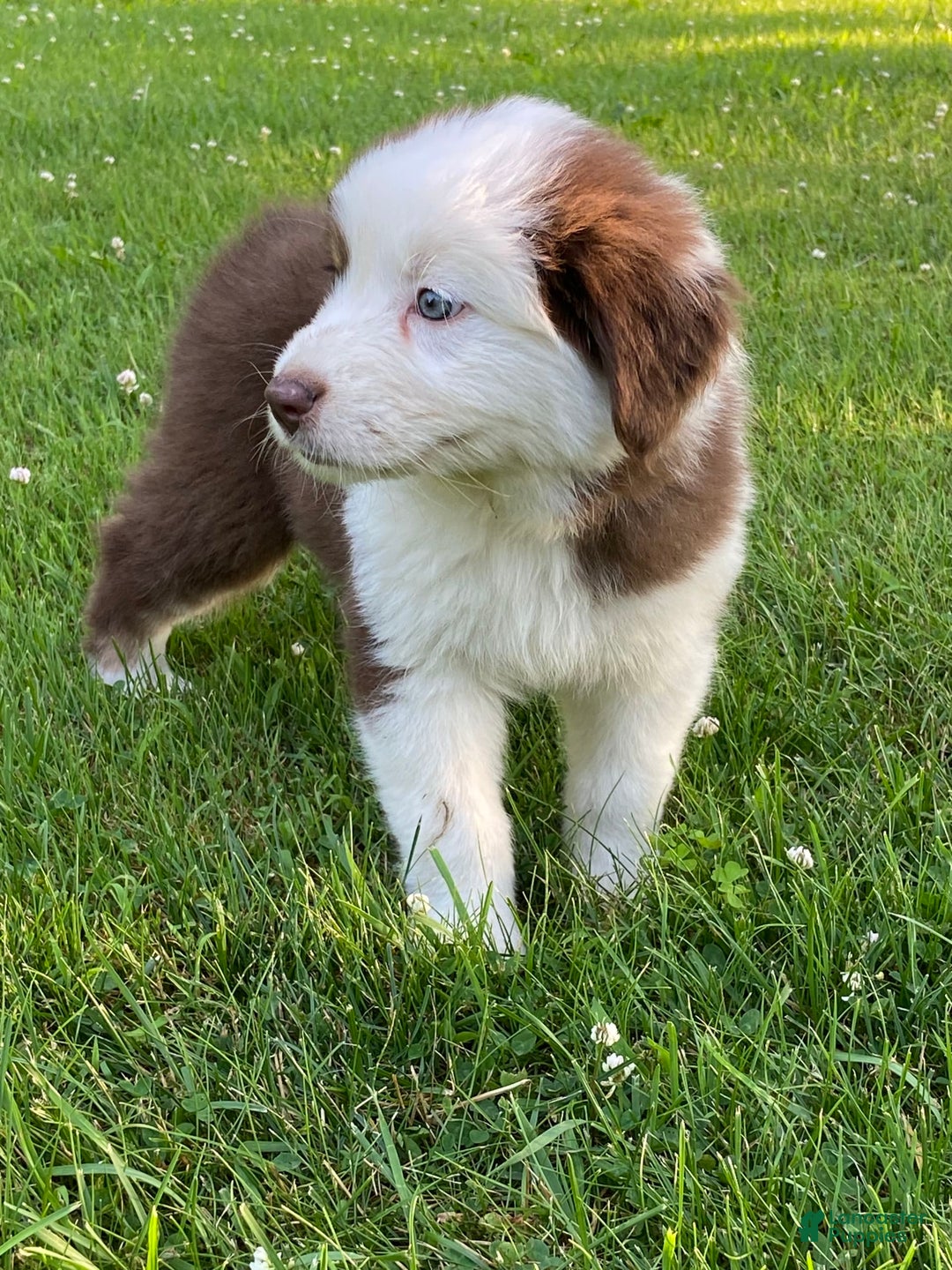 Australian Shepherd dogs for sale: Sami H2 - Image 1