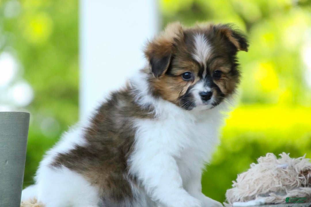 Papillon dogs for sale: Rome - Image 24