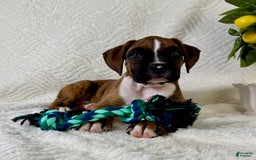 Boxer dogs for sale: Buster - Image 5