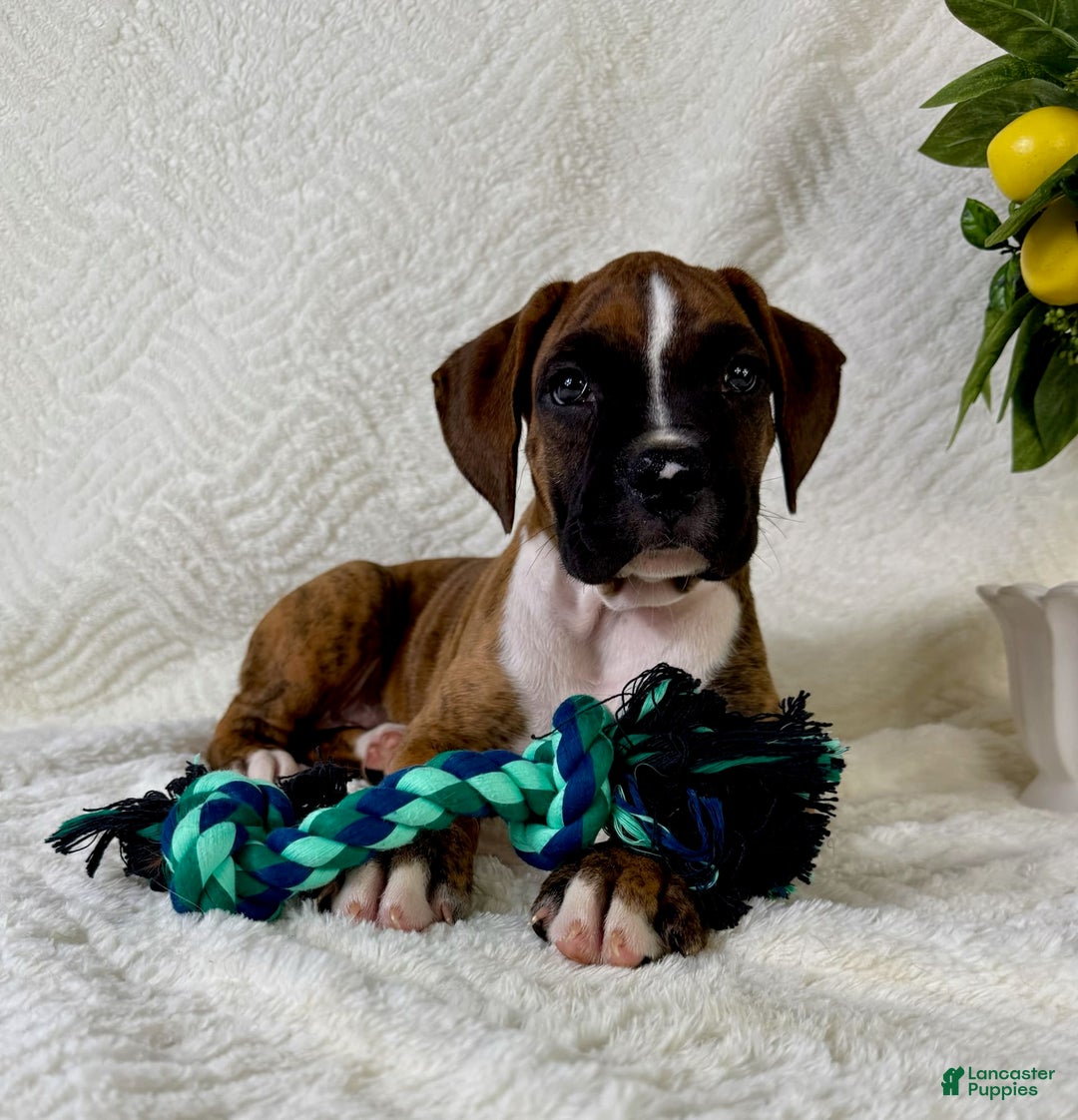 Boxer dogs for sale: Buster - Image 5