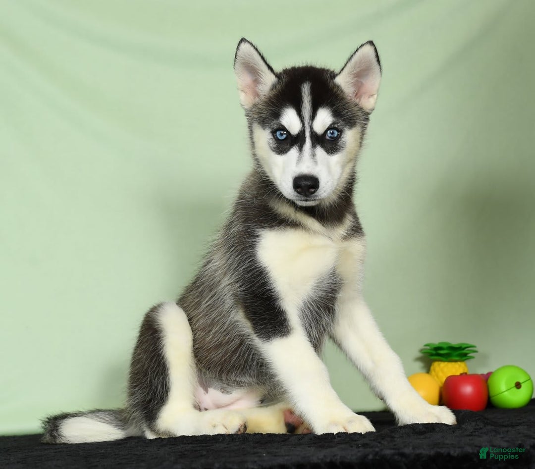 Siberian Husky dogs for sale: Mitzy - Image 4