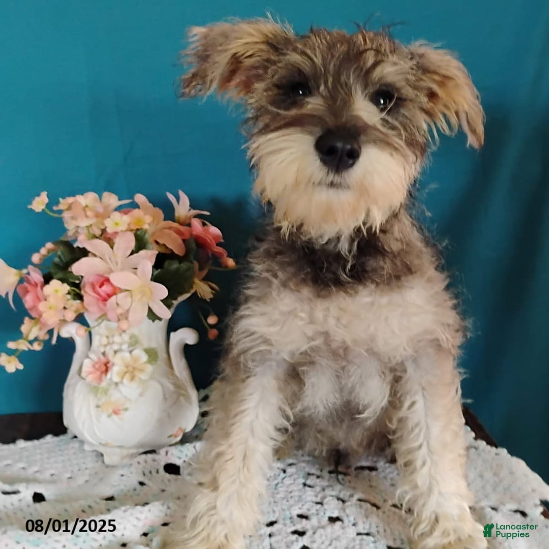 Miniature Schnauzer dogs for sale: Charlie - Image 8