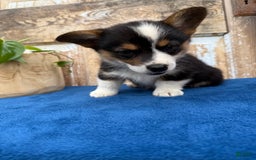 Welsh Corgi Pembroke dogs for sale: Carl - Image 10