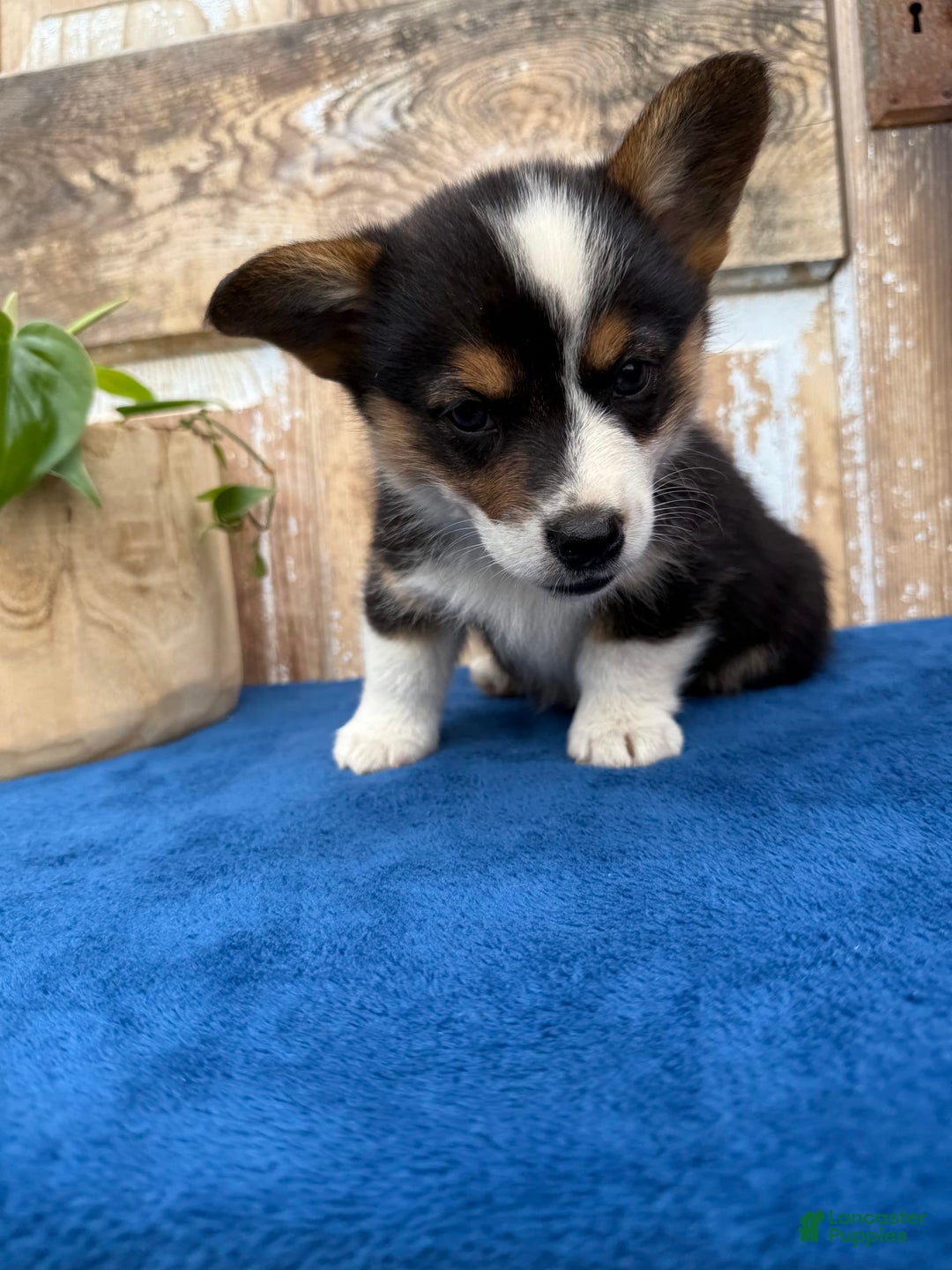 Welsh Corgi Pembroke dogs for sale: Carl - Image 10