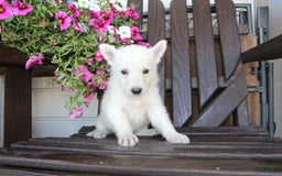 German Shepherd dogs for sale: Joey - Image 4