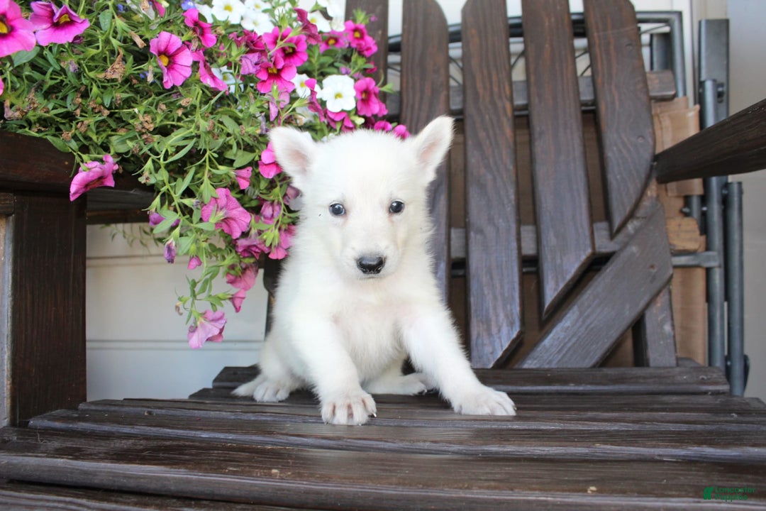 German Shepherd dogs for sale: Joey - Image 4