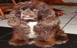Cocker Spaniel dogs for sale: Tuckerbluetanpartimerlespeckleblueeyecockerpup - Image 16