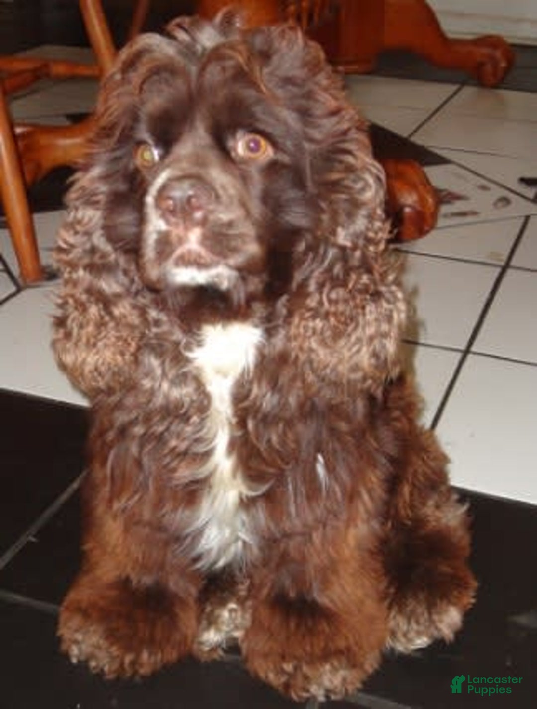 Cocker Spaniel dogs for sale: Tuckerbluetanpartimerlespeckleblueeyecockerpup - Image 16