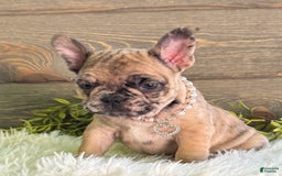 Frenchton dogs for sale: Princess - Image 2