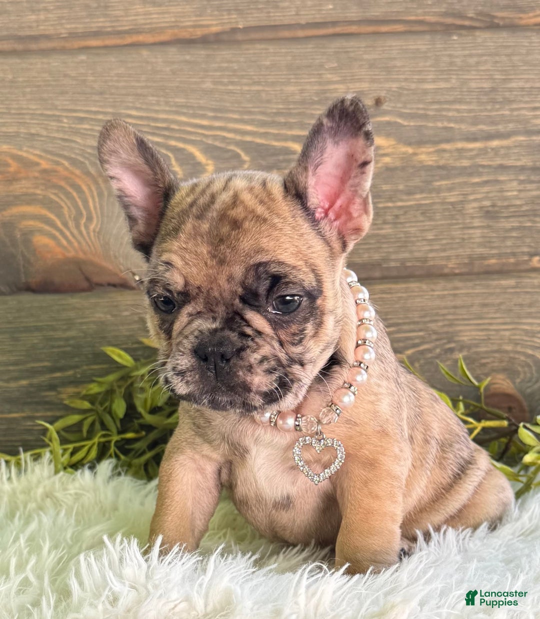 Frenchton dogs for sale: Princess - Image 2