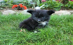 Pomeranian dogs for sale: Oreo - Image 7