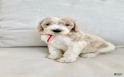 Labradoodle dogs for sale: Vivi - Image 1