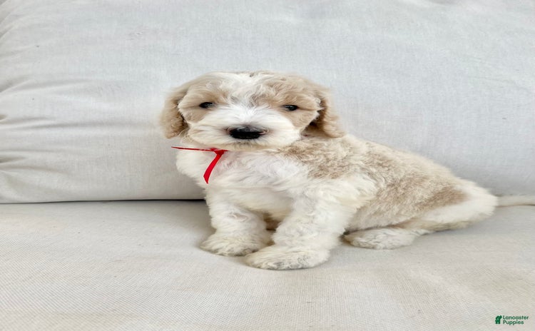Labradoodle dogs for sale - Ad 2