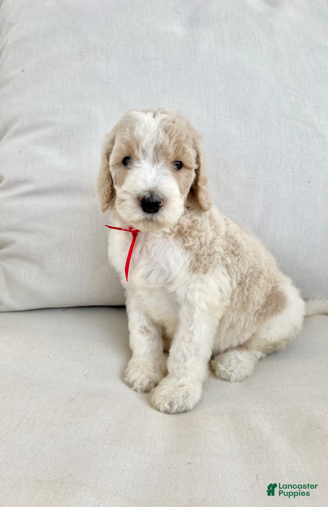 Labradoodle dogs for sale: Vivi - Image 1
