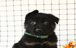 German Shepherd dogs for sale: Jeffry - Image 1