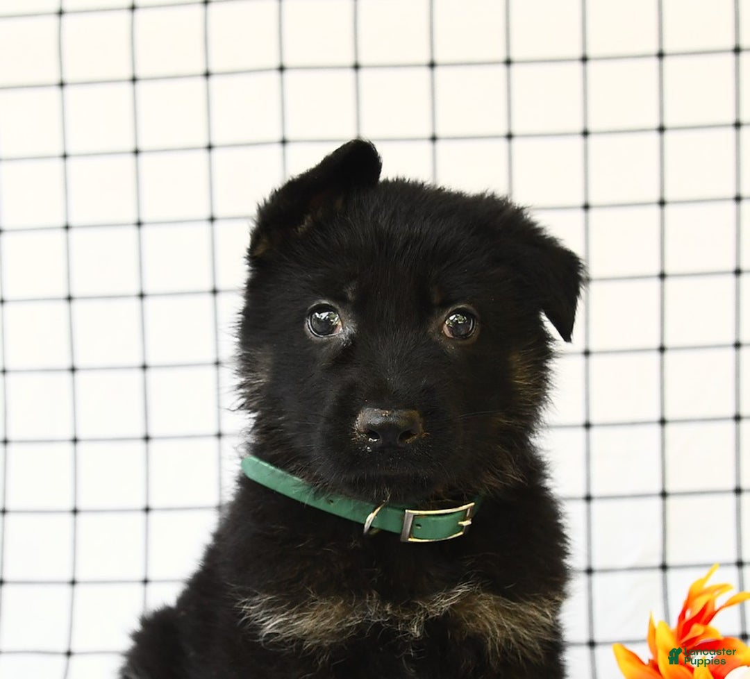 German Shepherd dogs for sale: Jeffry - Image 1