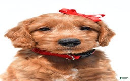 Mini Goldendoodle dogs for sale: Travis - Image 6