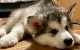 Alaskan Malamute dogs for sale: Tundra - Image 9