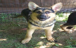 German Shepherd dogs for sale: Heidi - Image 21