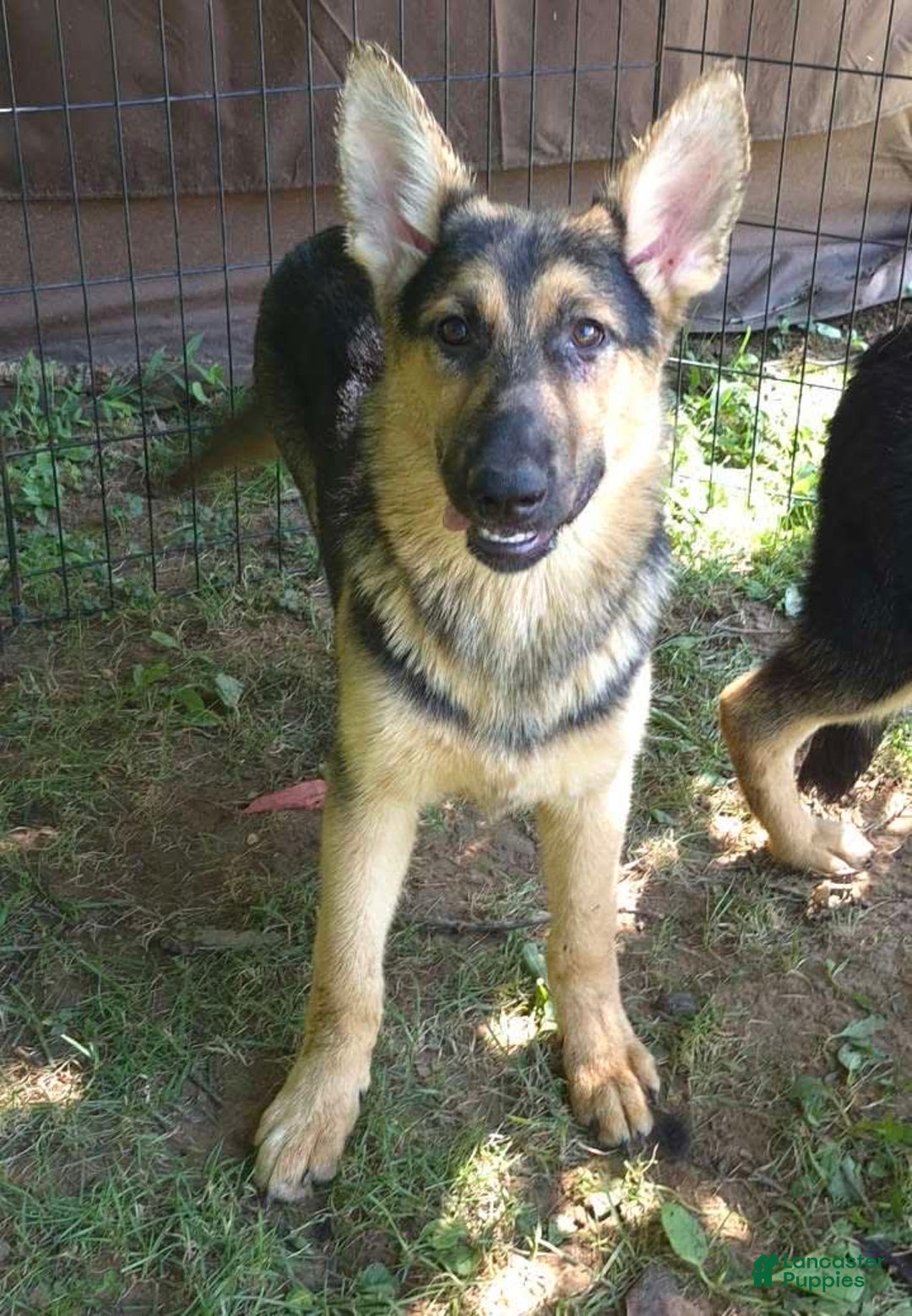 German Shepherd dogs for sale: Heidi - Image 21