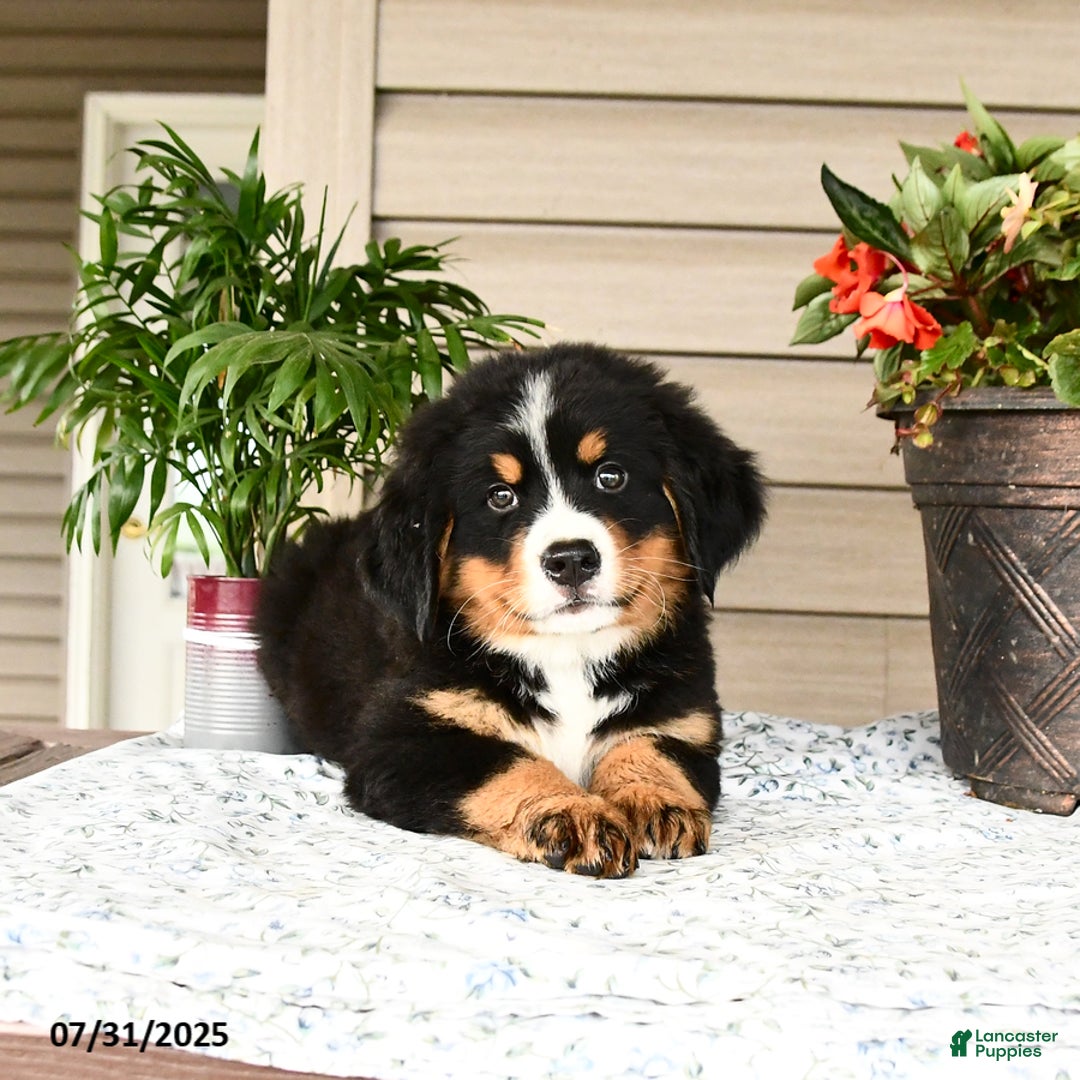 Bernese Mountain Dog dogs for sale: Bandit - Image 15
