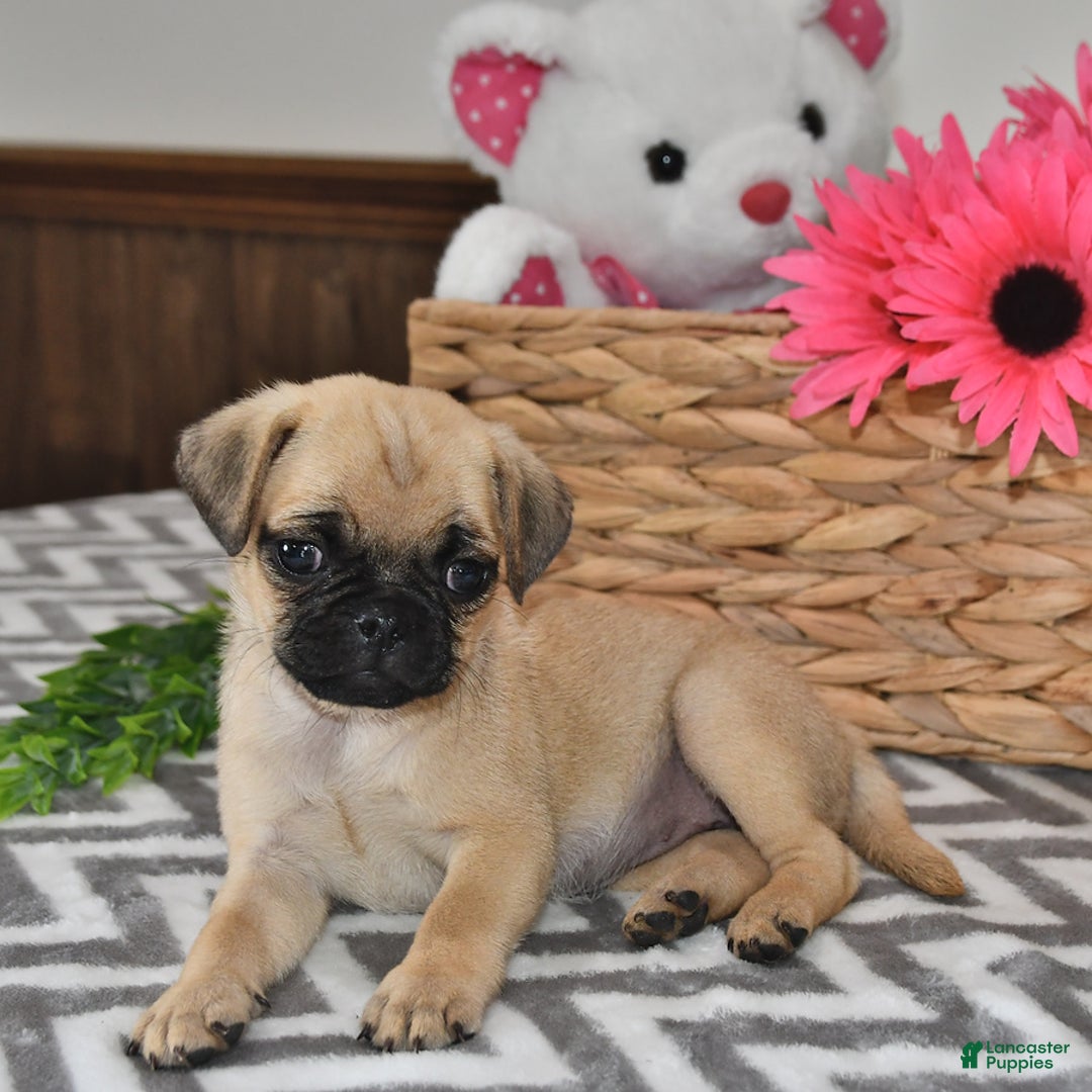 Pug dogs for sale: Sweetie - Image 2