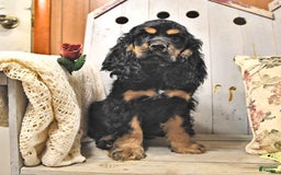 Cocker Spaniel dogs for sale: Banjo - Image 18