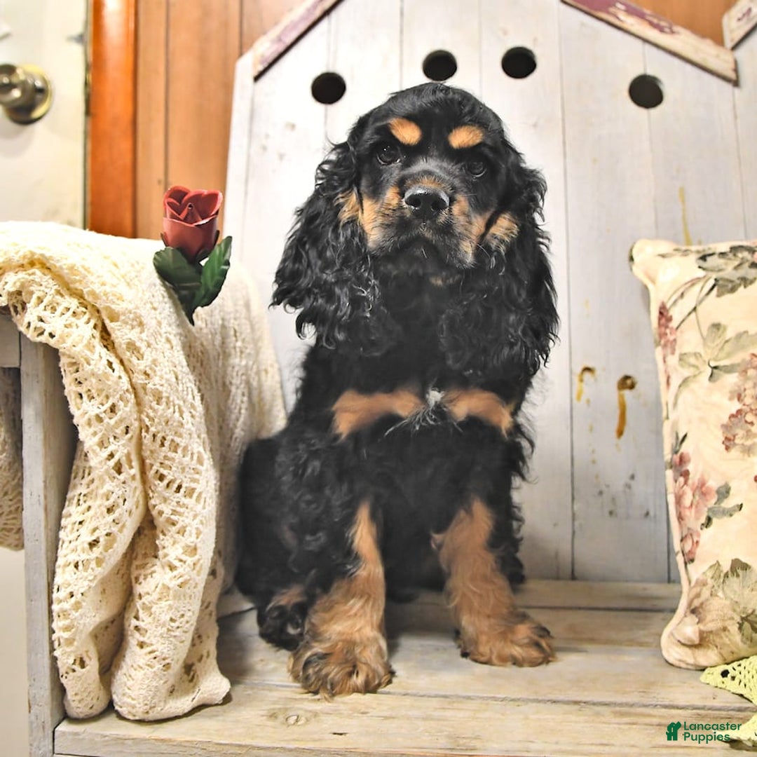 Cocker Spaniel dogs for sale: Banjo - Image 18