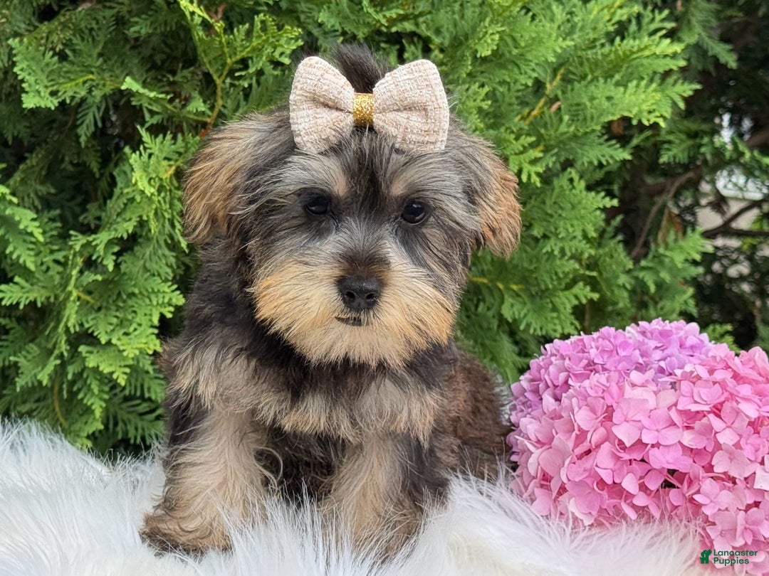 Yorkshire Terrier dogs for sale: Baxter - Image 7