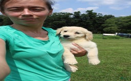 Golden Retriever dogs for sale: Costa - Image 18