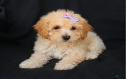 Bichpoo dogs for sale: Grace - Image 4