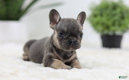 French Bulldog dogs for sale: Sky - Image 6