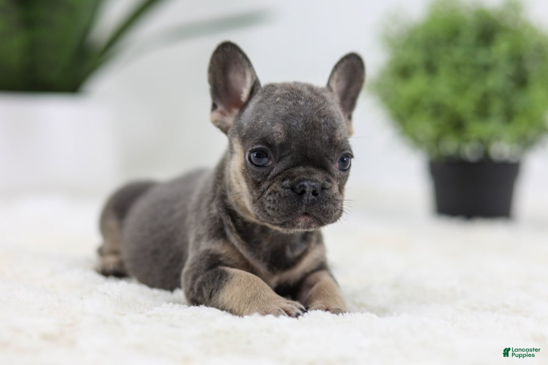French Bulldog dogs for sale: Sky - Image 6