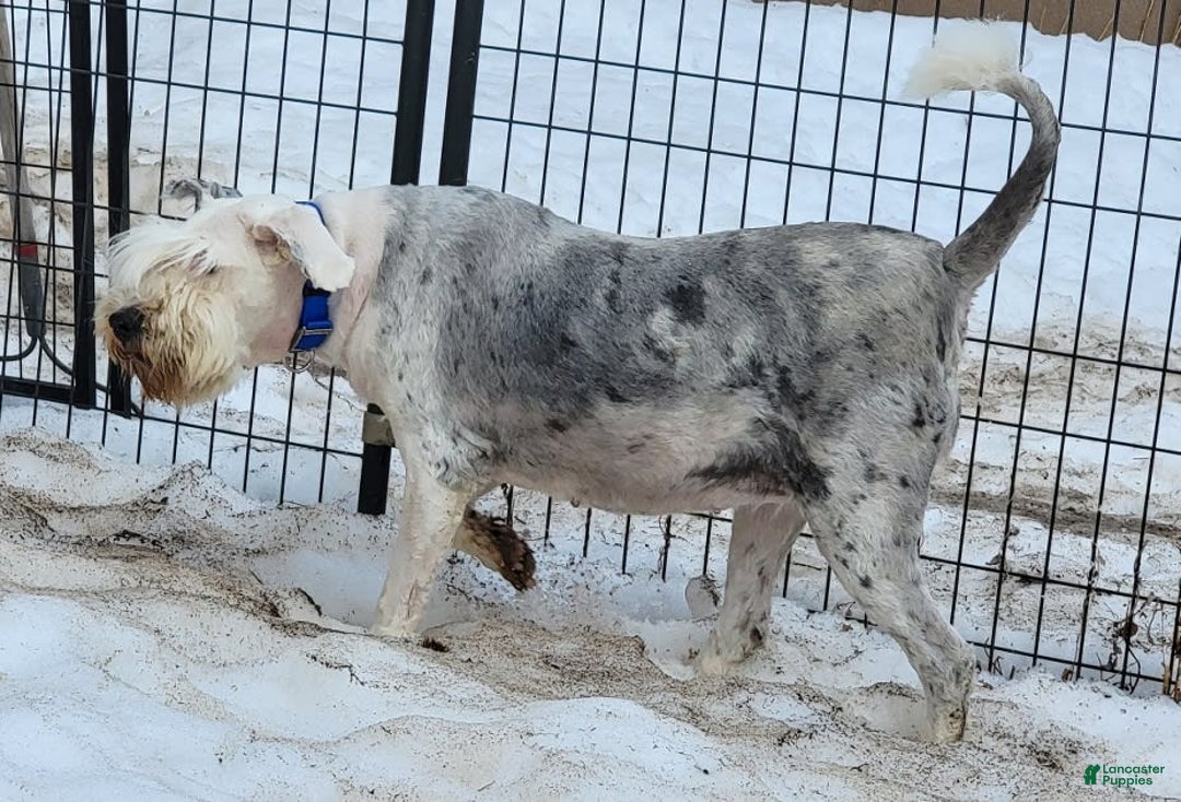 Old English Sheepdog dogs for sale: Potato - Image 6