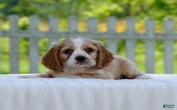 Cocker Spaniel dogs for sale: Tanner - Image 5