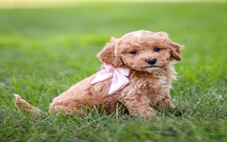 Goldendoodle dogs for sale: Olivia - Image 2