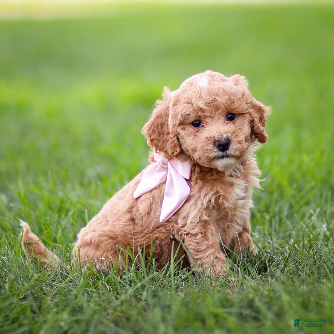 Goldendoodle dogs for sale: Olivia - Image 2