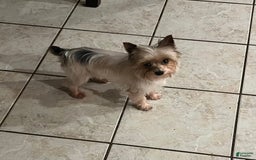 Yorkshire Terrier dogs for sale: Small male - Image 6
