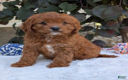 Cavapoo dogs for sale: Remi - Image 26