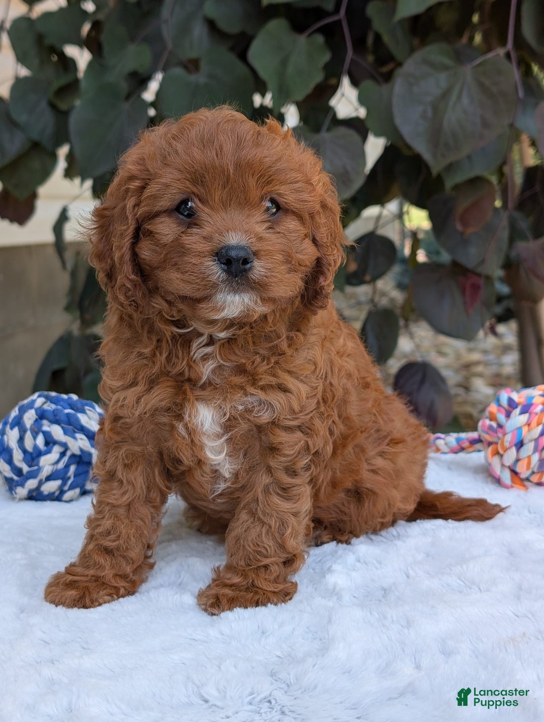 Cavapoo dogs for sale: Remi - Image 26