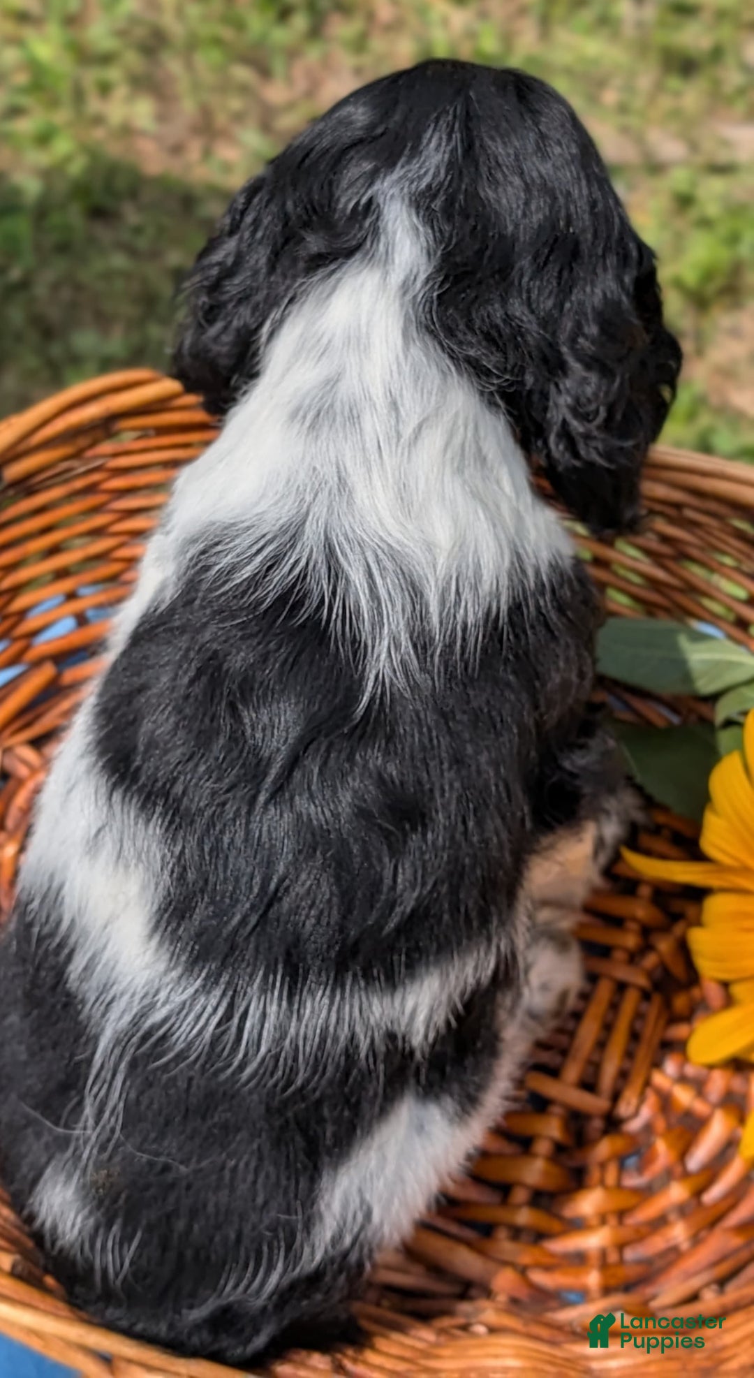 Cocker Spaniel dogs for sale: Flash - Image 2