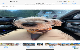 Yorkiepoo dogs for sale: Coco - Image 5
