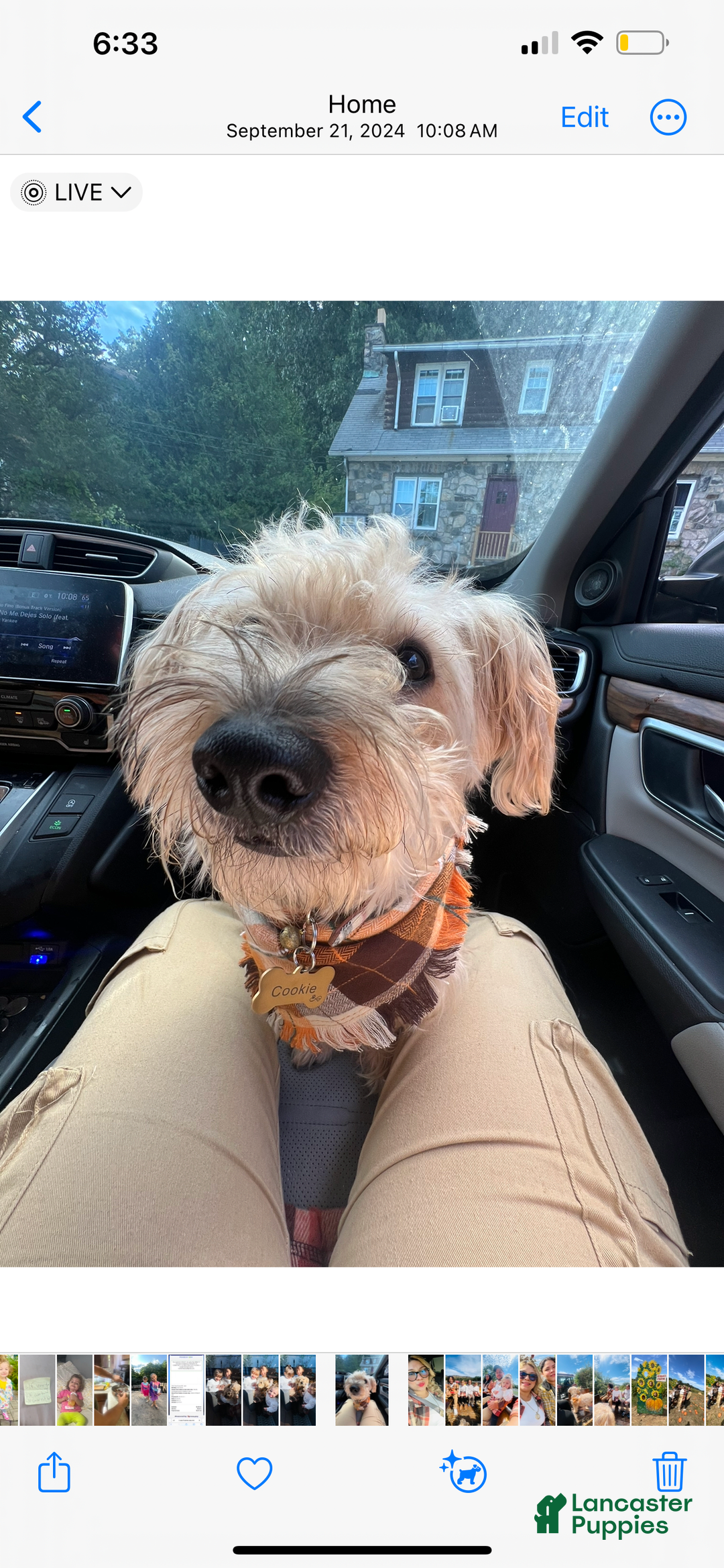 Yorkiepoo dogs for sale: Coco - Image 5