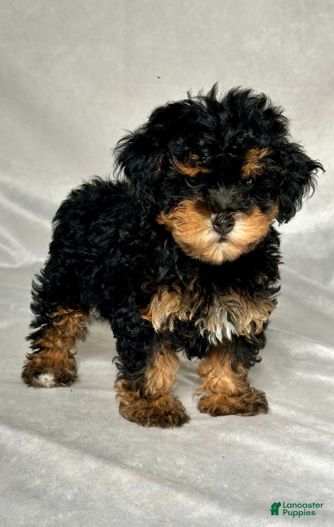 Miniature Poodle dogs for sale: Lola - Image 5