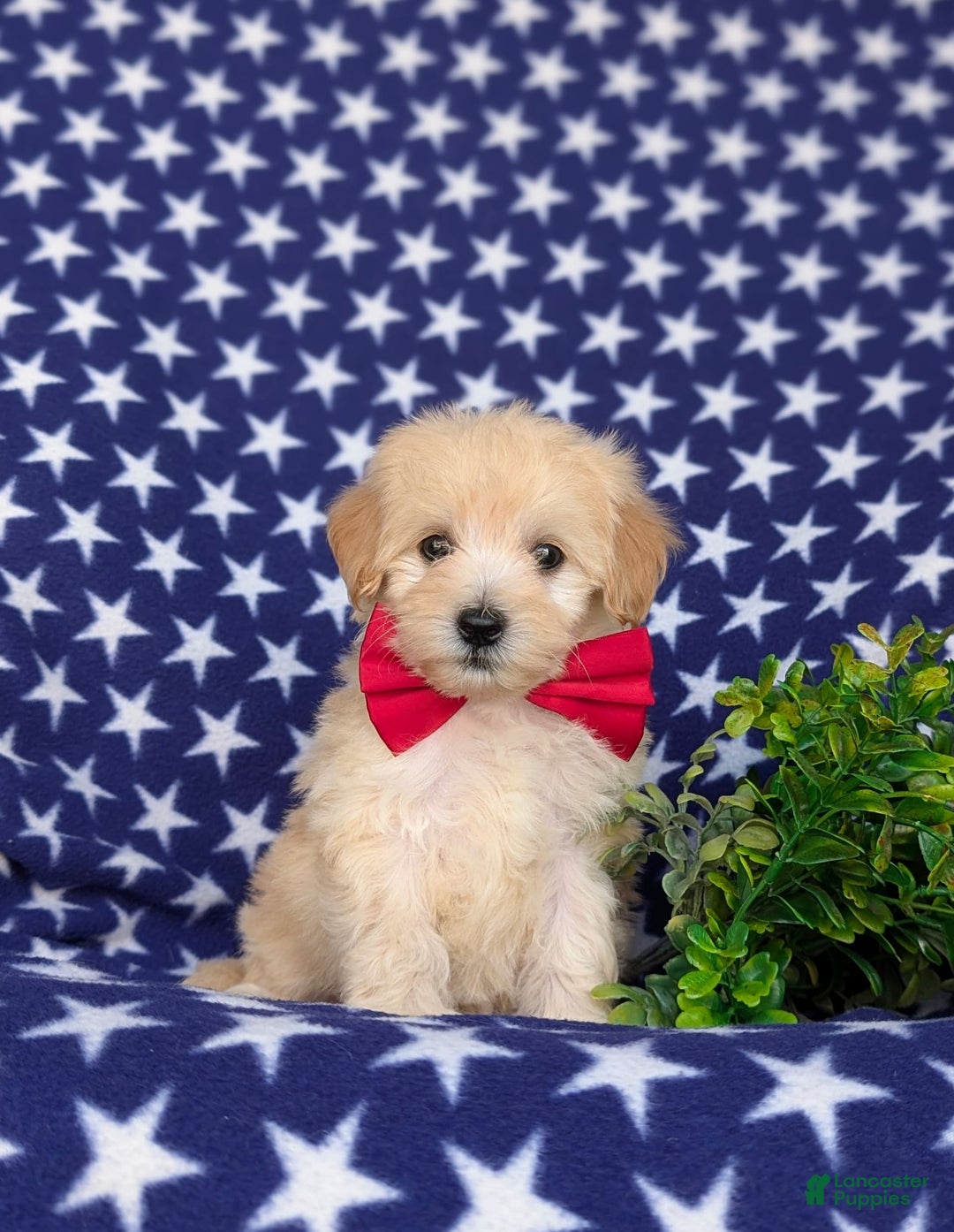 Maltipoo dogs for sale: Justyn 7 Lbs Full Grown - Image 1